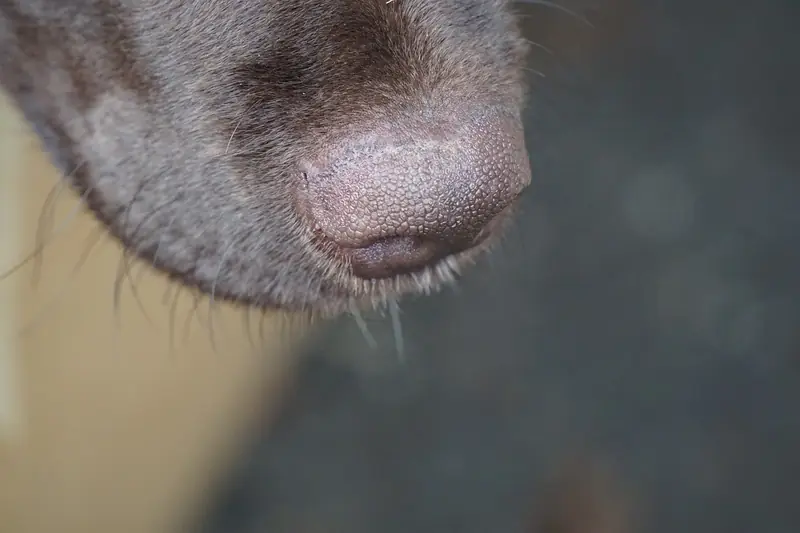 dog's nose, to smell, pet, sniffing, animal, taster, brown, dog